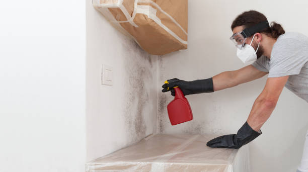 Professional Basement Mold Removal technician working in Kennedyville, MD